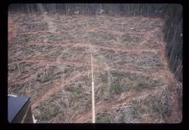 Woods Division - Patch Logging - (Houston) Helicoper over clearing