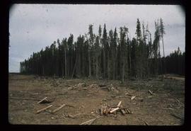 Woods Division - Patch Logging - Wind throw on point of timber (F-95)