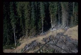 Woods Division - Fire - Logged area next to tree stand