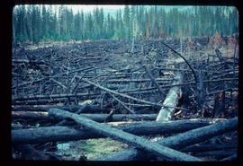 Woods Division - Fire - Logging debris
