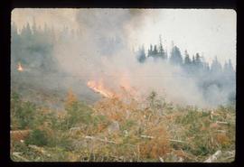 Woods Division - Fire - Landscape beginning to burn