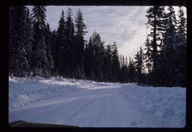Woods Division - Roads - Barney Creek Road fir stands