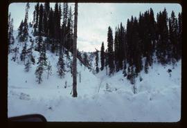 Woods Division - High Lead Logging - View of stand of trees in winter