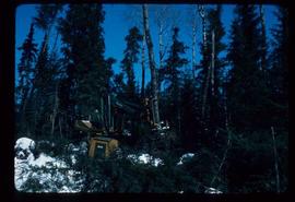 Woods Division - Mechanical Falling - Osa feller buncher