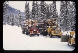 Woods Division - Hauling - Fully loaded logging trucks near Pass Lake