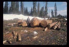 Woods Division - Logs/Log Decks - Large log (5' butt)