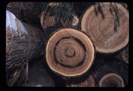 Woods Division - Logs/Log Decks - Cedar recovery test decks at Shelley