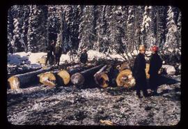 Woods Division - Logs/Log Decks - Logs on landing