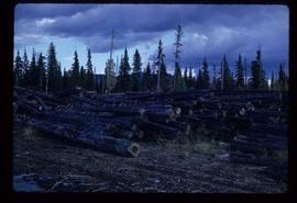 Woods Division - Chipper / Harvester - Pile of logs