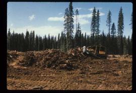 Reforestation - Willow Canyon Nursery - Clearing site