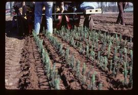 Reforestation - Willow Canyon Nursery - Transplanting seedlings by machine