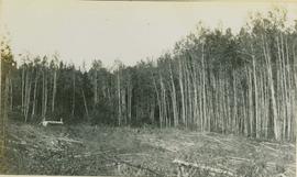 Poplar and birch stand at Mile 50 of Cranberry River