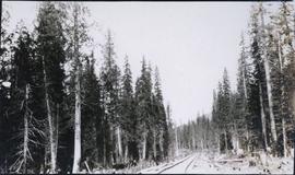 Snow-covered railroad tracks through forest