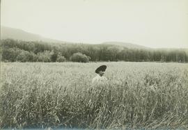 Unidentified man standing in shoulder high fields of barley in the Bulkley Valley, BC