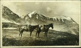Two saddled horses from Knox McCusker's pack train