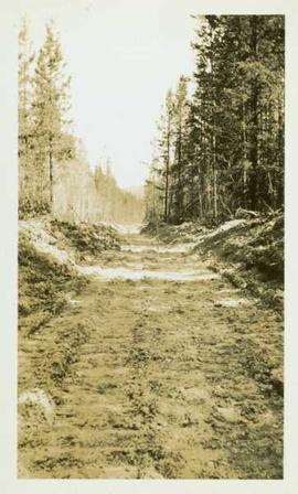 Dirt road through a forested landscape