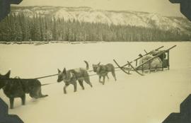 Dog sled team on the Peace River