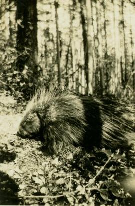 Porcupine in the woods