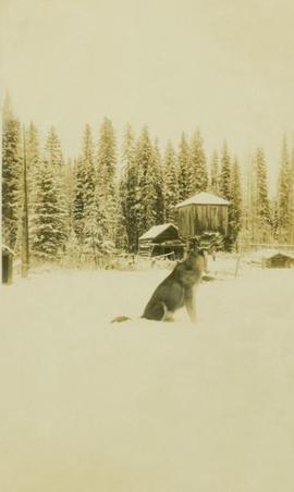 A dog and a wooden structure in a snowy wooded landscape