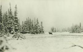 A herd of Caribou on a wintery Ingenika Summit
