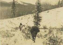 Pack horse train trekking through a snowy landscape