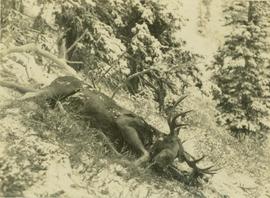 Felled moose on a mountain slope