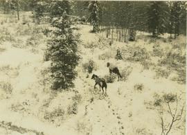 Two pack horses following a snowy trail