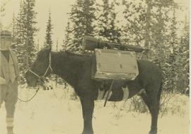 Man holding the reigns of a pack horse laden with Gray's camera equipment
