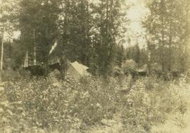 Horses and tents at a camp site set up in a forested location