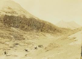 Pack horse train walking through a mountain valley