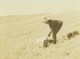 Prentiss Gray with rifle in hand, kneeling next to a felled big horn sheep