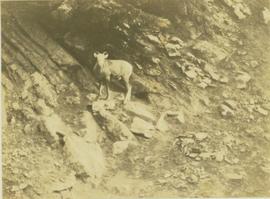 Big horn sheep standing on a rocky slope