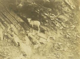 Big horn sheep standing on a rocky slope