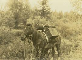 Pack horse loaded with Gray's camera equipment