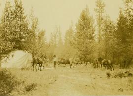 Horses and tent at Camp No. 1
