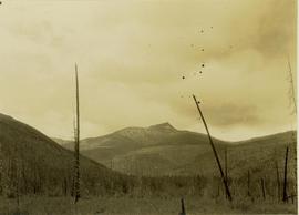 An old burn site in foreground, unidentified mountain in background