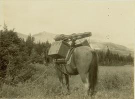 Back view of pack horse laden with Gray's camera equipment