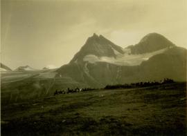 Pack horses being led across grassy plateau, Mt. Koona visible in background 