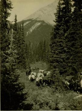 Men and pack horses on the trail to Barbara Lakes