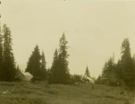 Tents and horses at Camp No. 12