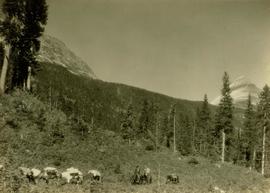 Pack horses traversing a forested mountain slope in the Jarvis Pass area