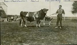 Unidentified man standing with a cow and a calf at a Vanderhoof ranch