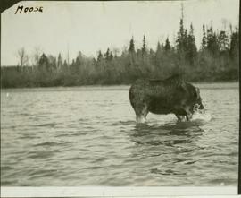 Lone moose wading through the river
