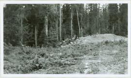 Cleared Area in Forest