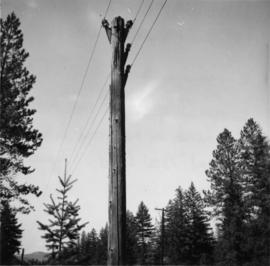Telephone pole between Vernon and Arrow Lakes