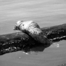 Seal at Cowichan Lake on Vancouver Island